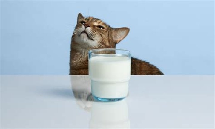Do Japanese not drink milk?
