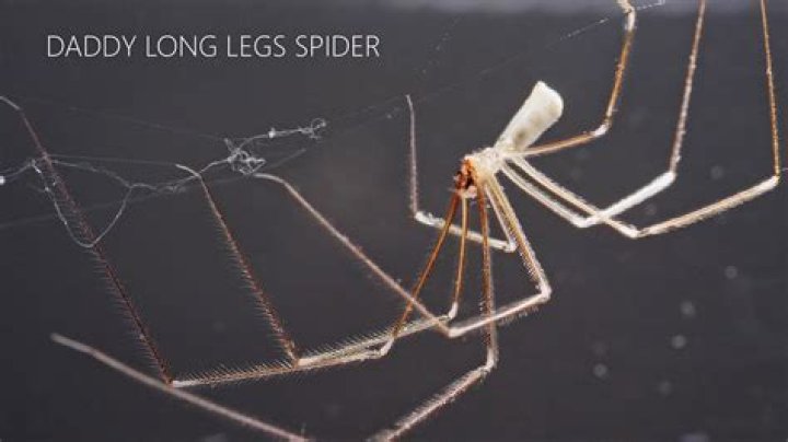 Do jumping spiders eat Daddy Long Legs?