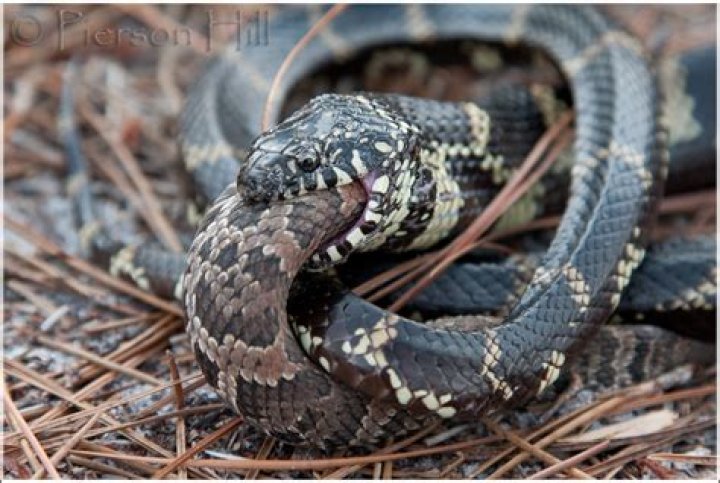 Do king snakes eat cottonmouths?