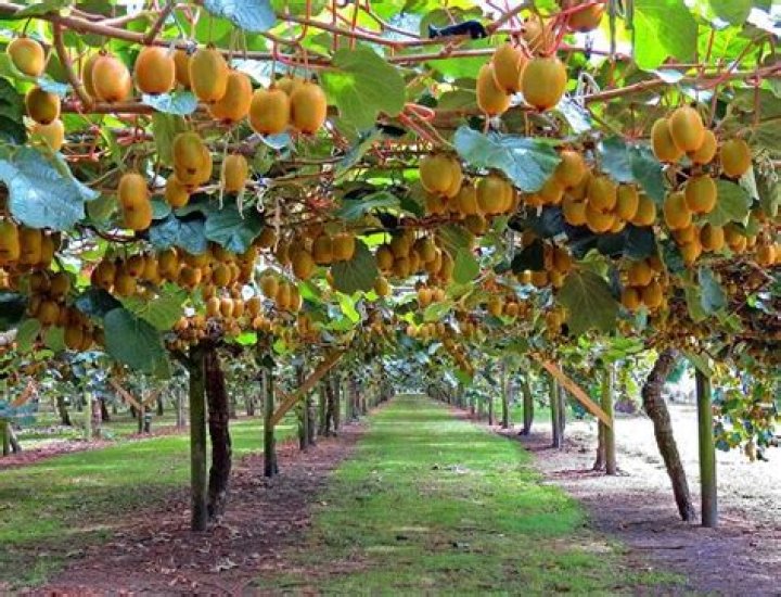 Do Kiwis grow in Ireland?