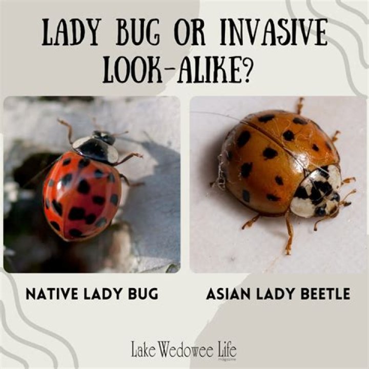 Do ladybugs like jam?