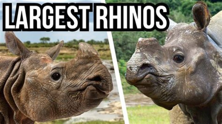 Do lions mess with rhinos?