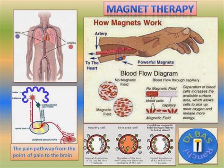 Do magnets affect blood?