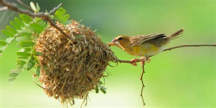 Do mice go back to their nest?