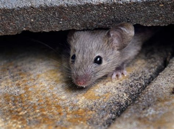Do mice roam at night?