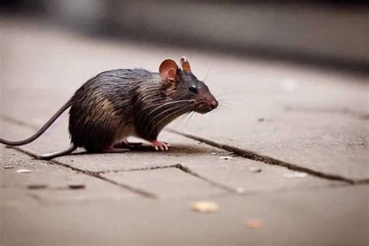 Do mice smell dead mice?