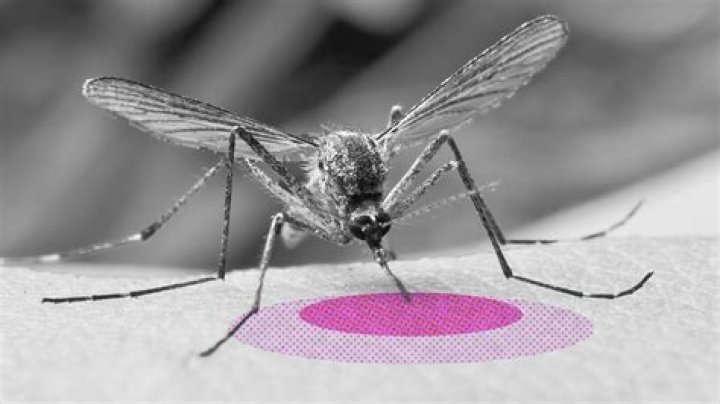 Do mosquitoes bite your face?