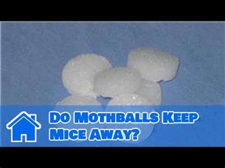 Do mothballs keep rats away?
