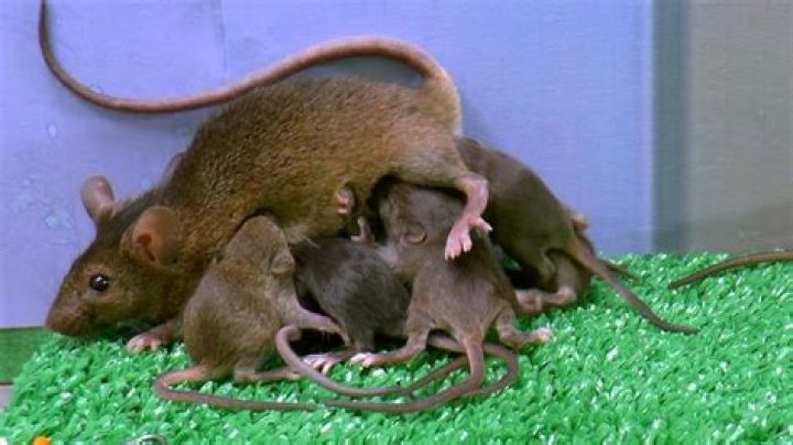 Do mother mice move their babies?
