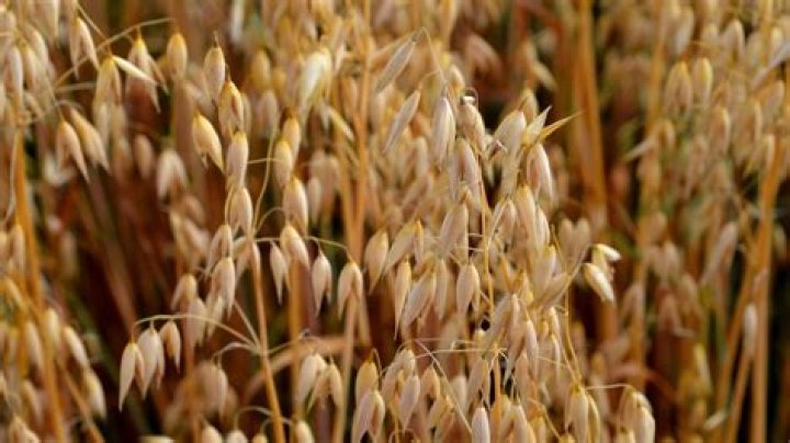 Do oats grow in Scotland?