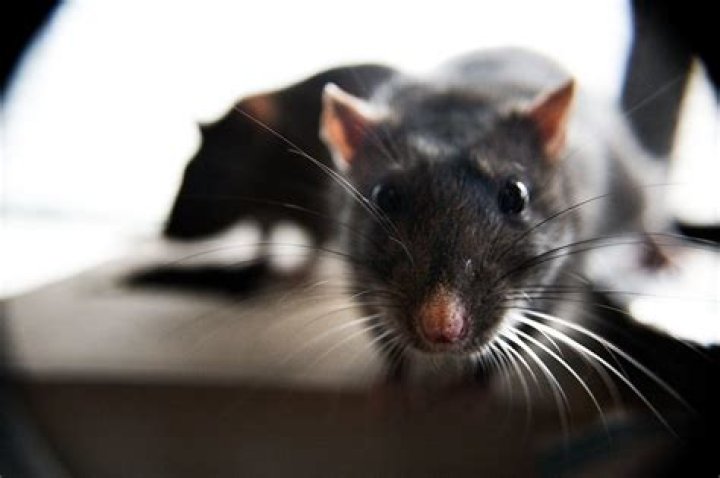 Do pet rats smell?