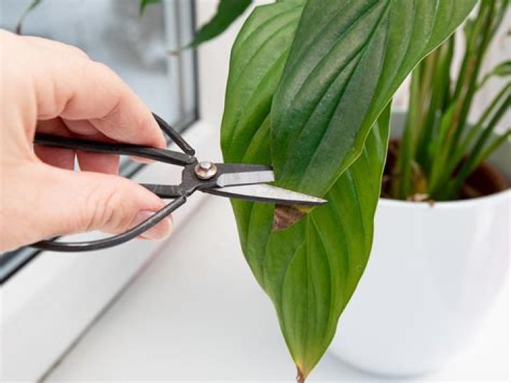 Do plants hurt when cut?