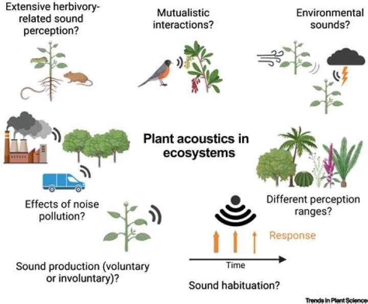Do plants make noises?