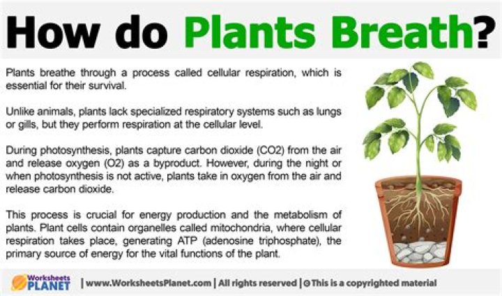 Do plants poop oxygen?