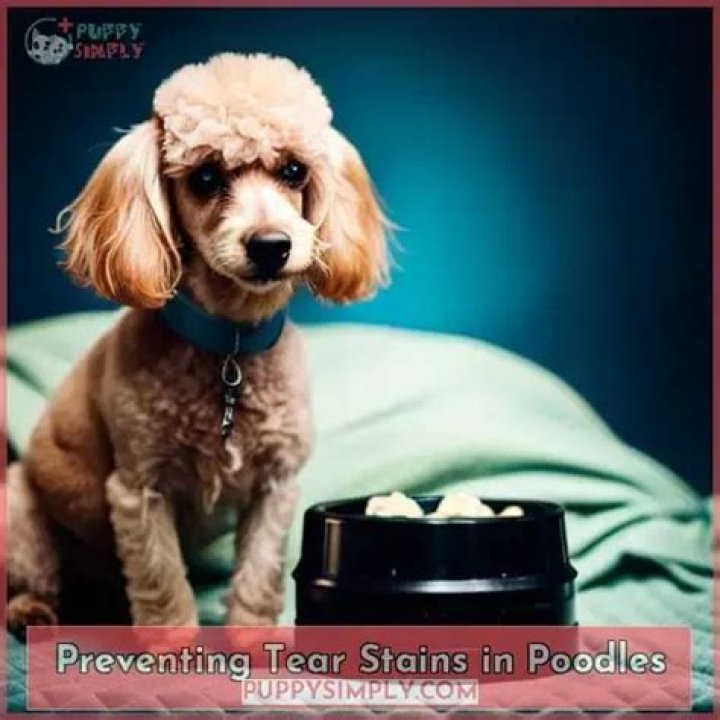 Do poodles cry tears?