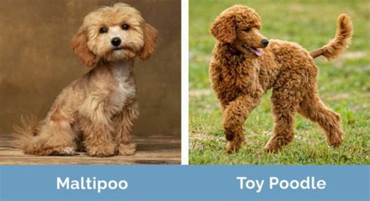Do poodles like to be picked up?
