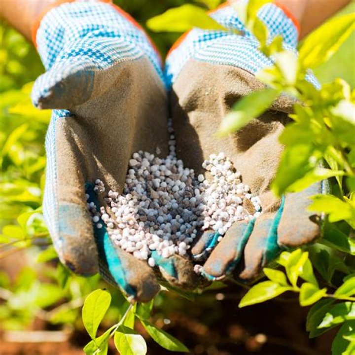 Do potted plants need fertilizer?