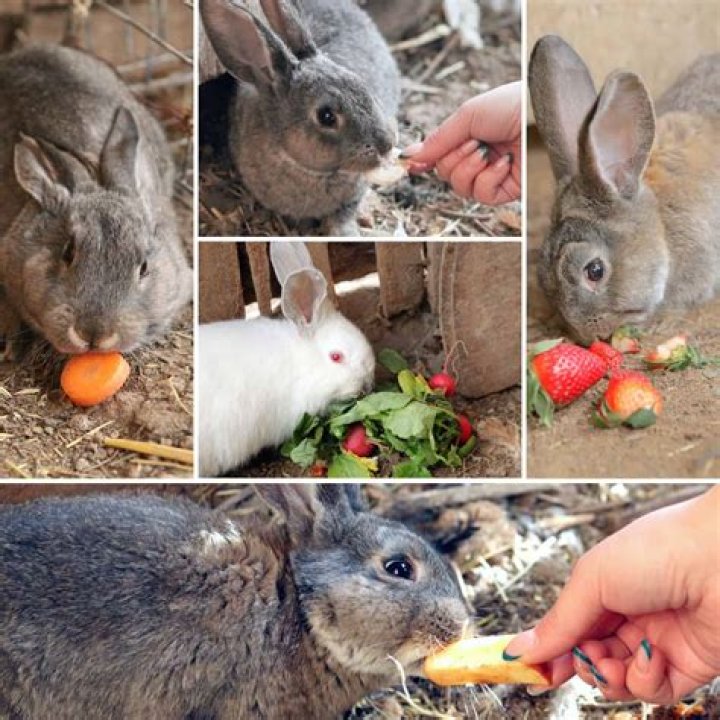Do rabbits like tug of war?