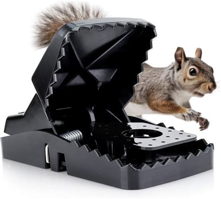 Do rat traps work for squirrels?
