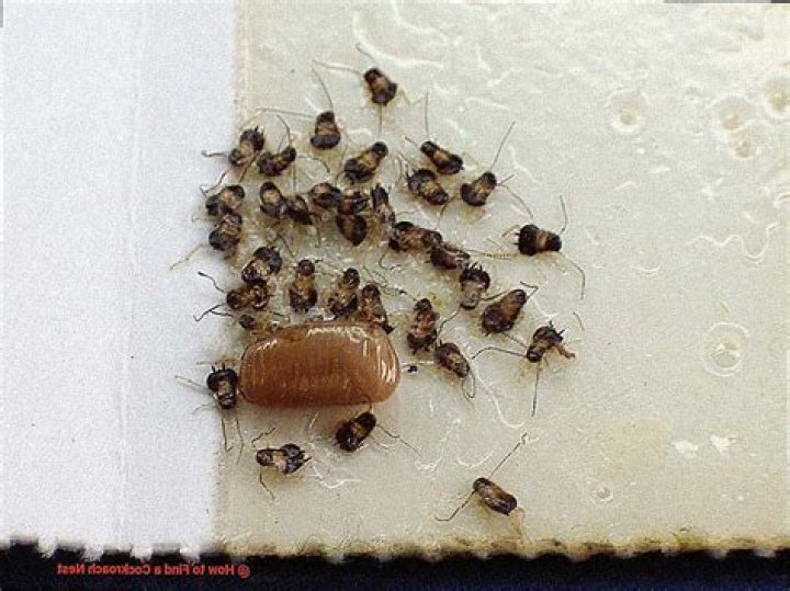 Do roaches have nests?