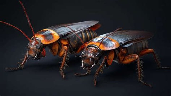Do roaches sleep?