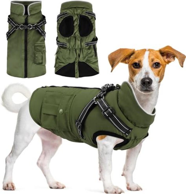 Do sardines make dogs coat shiny?