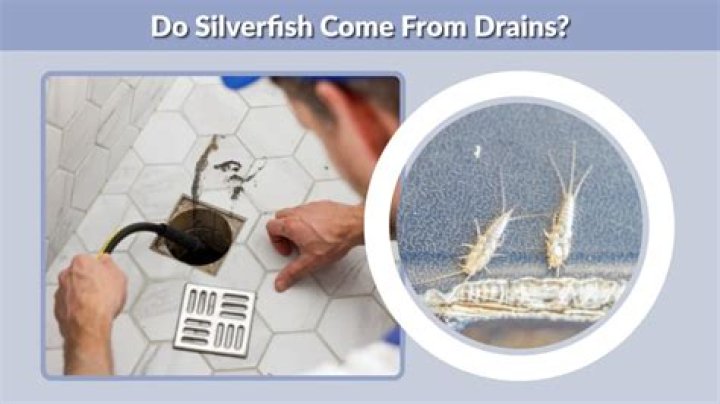 Do silverfish come up plug holes?
