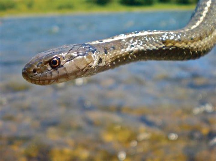 Do snakes eat robins?