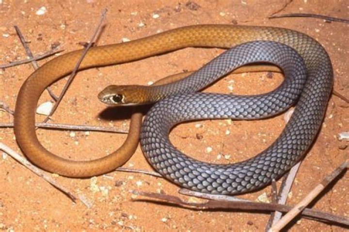 Do snakes like to lay in water?