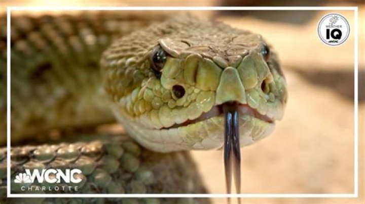Do snakes run away from humans?