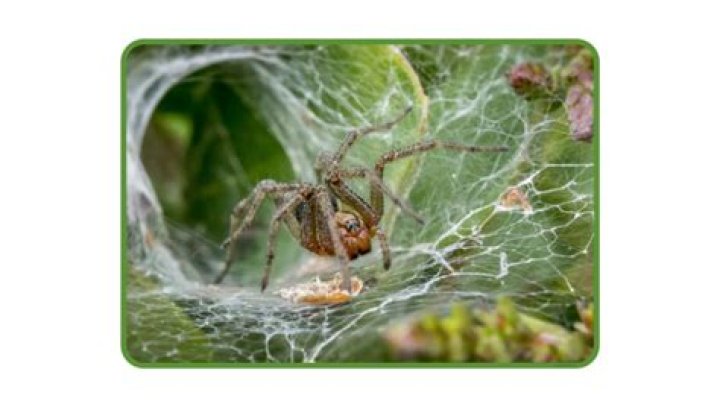 Do spiders work together?