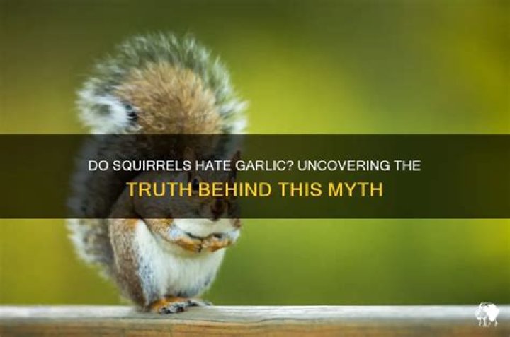 Do squirrels hate garlic?