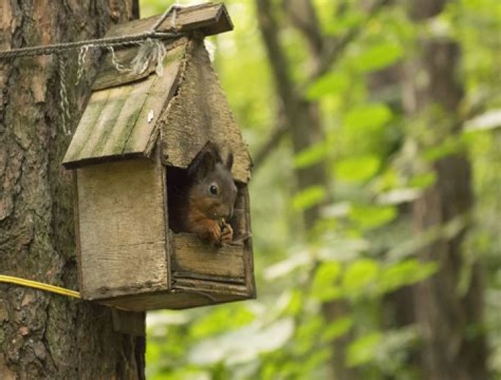 Do squirrels live in squirrel houses?
