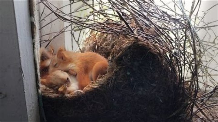 Do squirrels throw their babies out of the nest?
