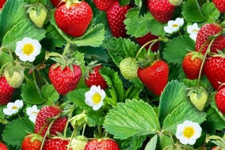 Do strawberries only fruit once a year?