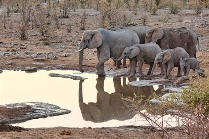 Do tigers eat elephants?