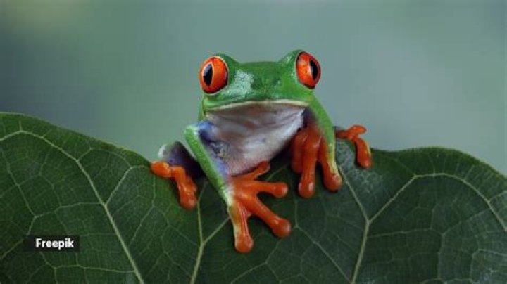Do tree frogs scream?