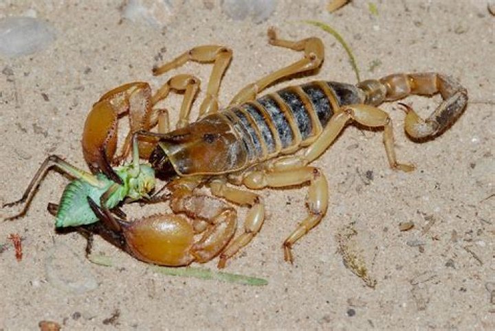 Do Vietnamese eat scorpions?