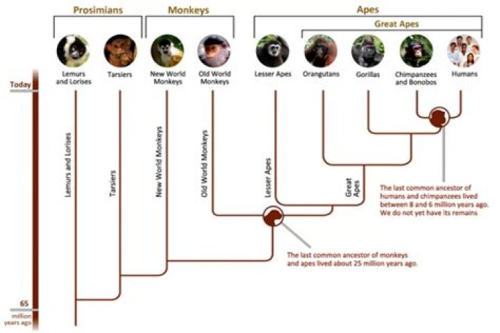 Do we share DNA with monkeys?