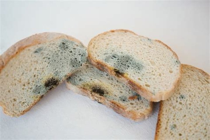 Do worms eat bread?