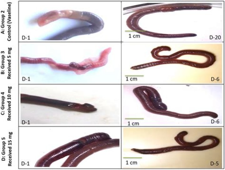 Do worms like clay soil?