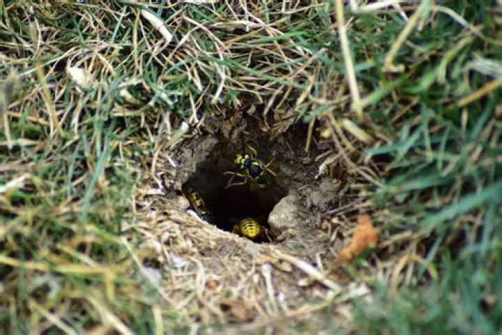 Do yellow jackets dig holes in the ground?