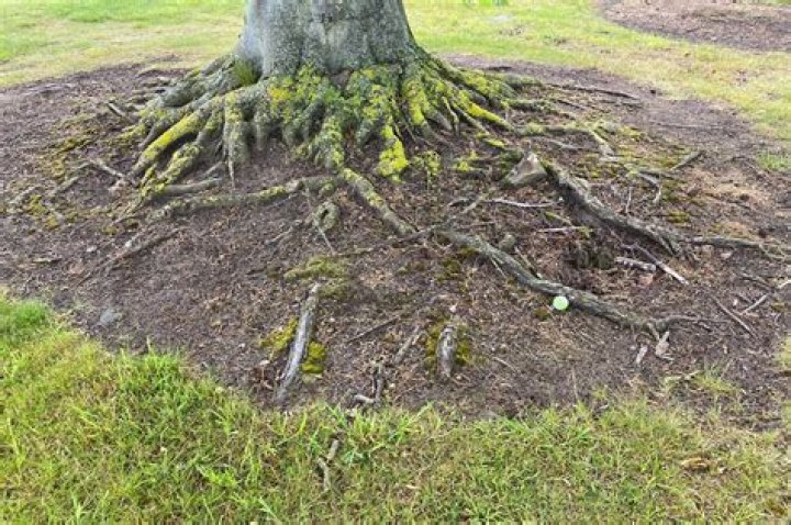 Do you get relief from tree roots in golf?