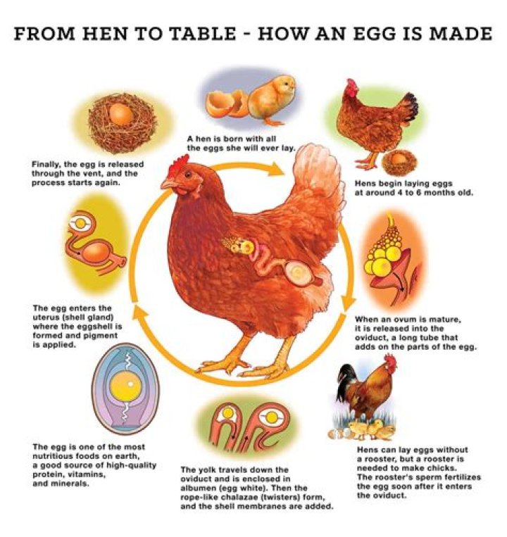 Do you have to dip chicken in egg before flour?
