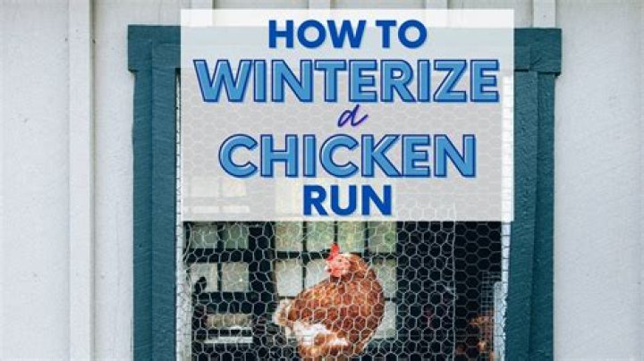 Do you let chickens out in the winter?
