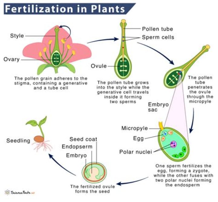 Do you use CO2 during flowering?