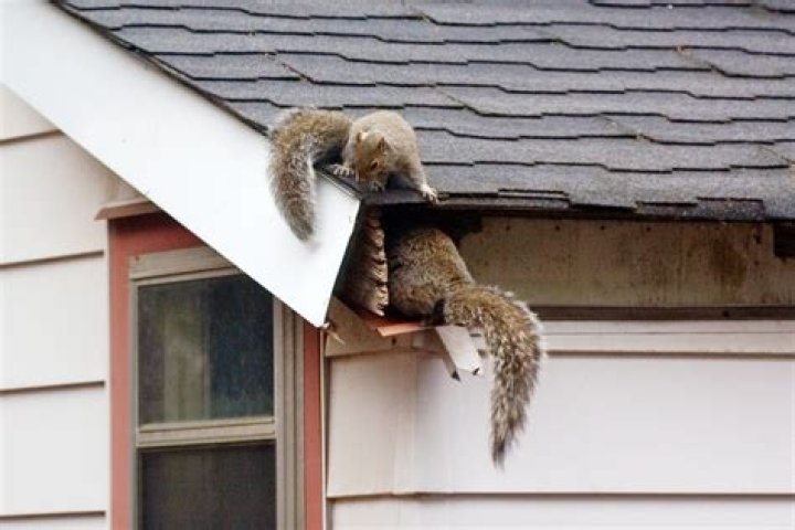 Does a fake owl keep squirrels away?