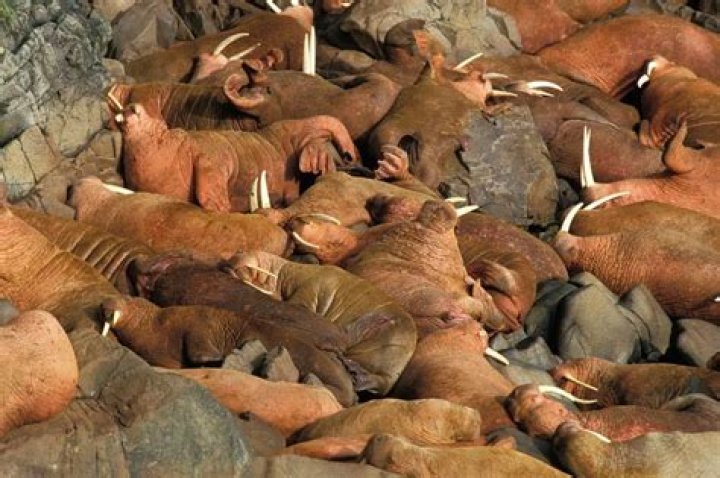 Does a walrus have any natural predators?