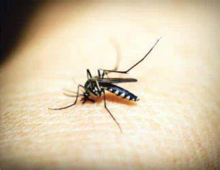 Does Alaska have mosquitoes?