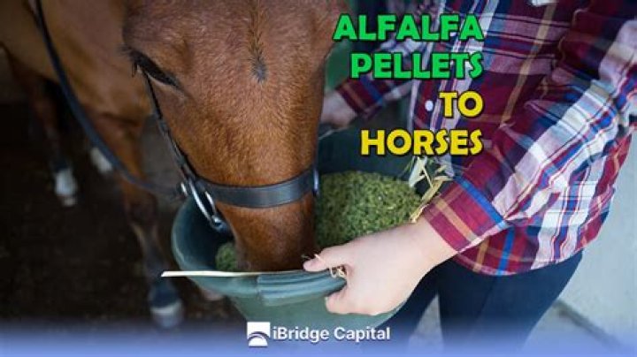 Does alfalfa make horses pee more?